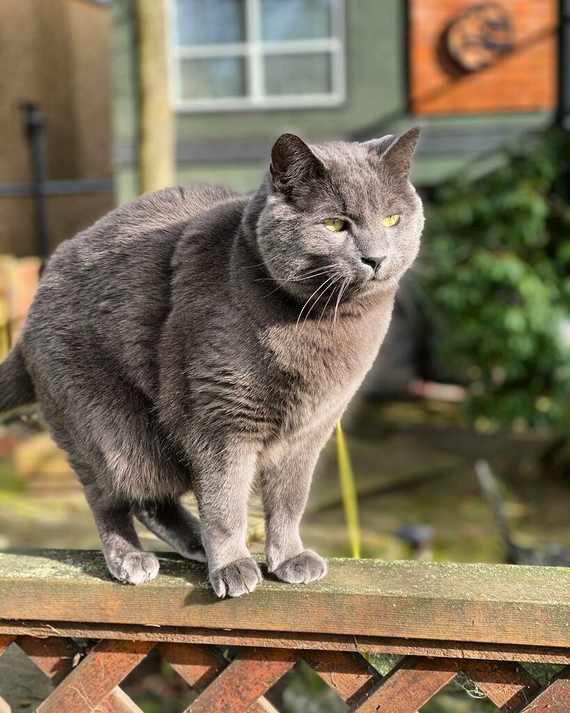 Pretty kitty catching those sun rays ☀️ #vanpetcare instagr.am/p/CJ_9j36slot/