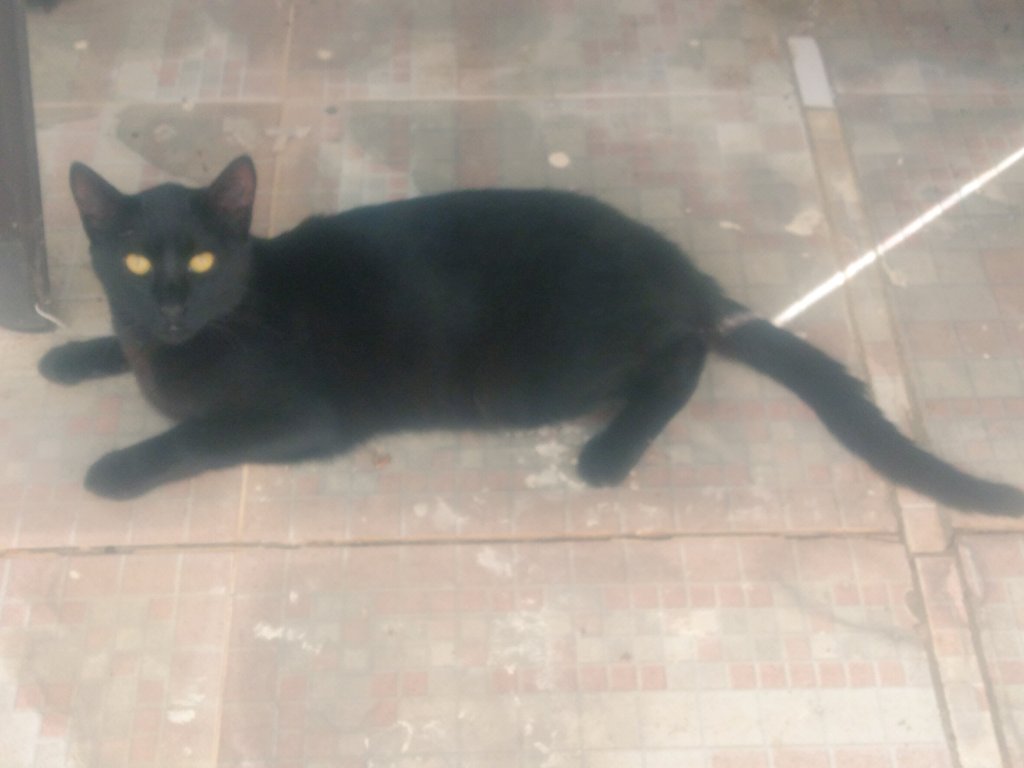 UserInuser059's tweet image. La cosa negra :3