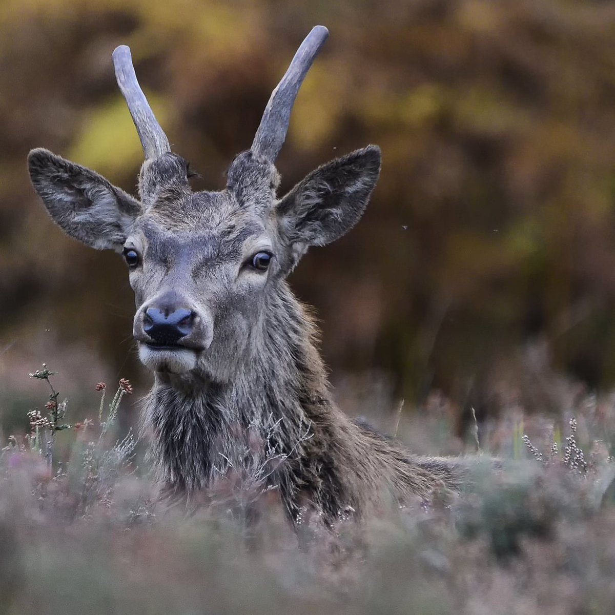 WildSouthWest1's tweet photo. A young yearling stag sits out of the way of the master stags during the rut.
#cervide #stag #reddeer #deer @WildlifeMag https://t.co/J5VZ3oKGfO