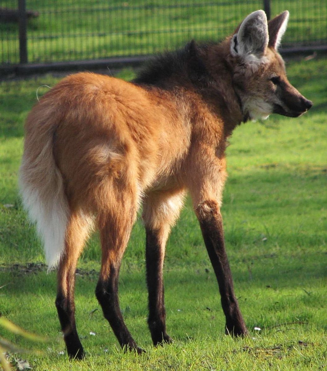 LAevolving's tweet photo. There is a living canid that is even *more* distantly related to core wolves than the Dire Wolf—and is still called a wolf: the Maned Wolf of South America! 📷 sarefo https://t.co/9ivumIFgpF