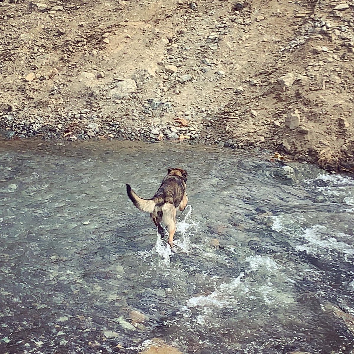 UCBCBCR's tweet photo. Un poco del trabajo de nuestros canes #k9 de #rescate 
#bomberos #prevencion #somosprevencion #rescue #RescueDogs #searchandrescue 
#workdog https://t.co/aGgEAVyHbF