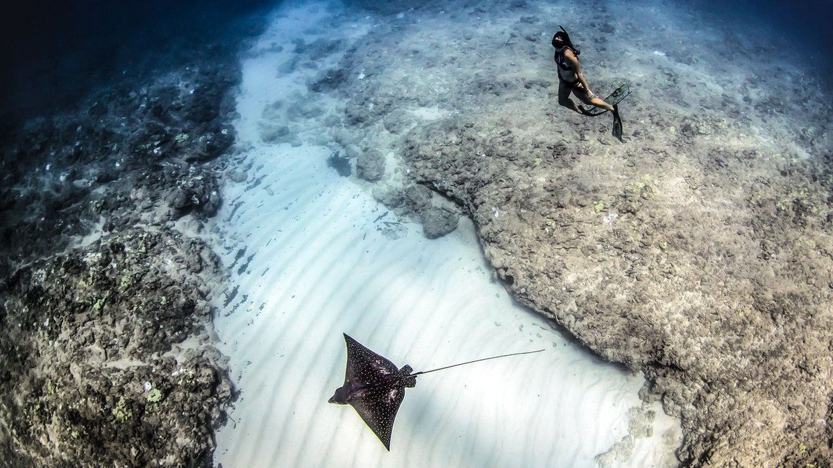 I Deserve This: Searching for Peace and Serenity Underwater

A special three-part series of the #WomenWhoTravel podcast

buff.ly/3boZmIC