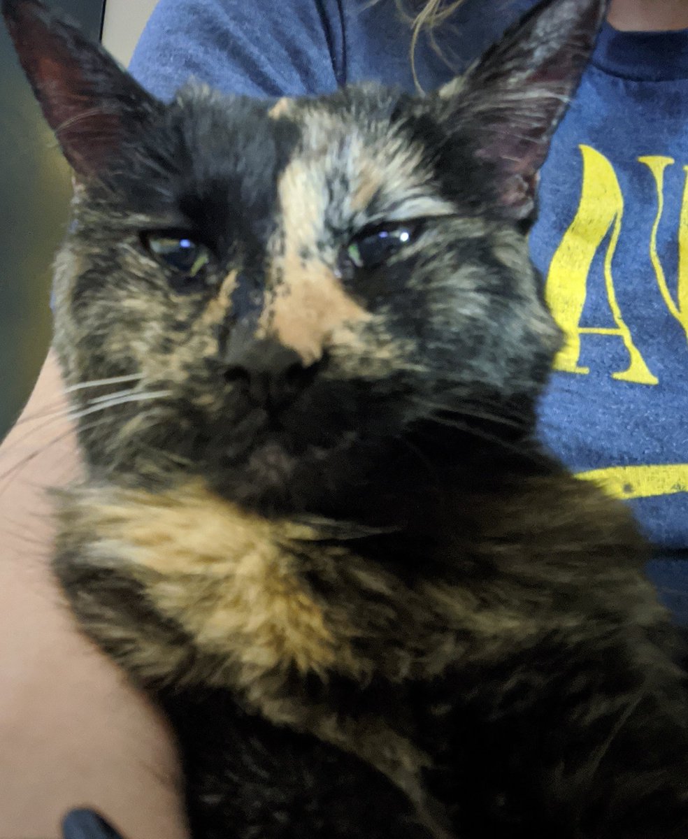 FreyaPuss's tweet photo. Sometime in the beginning of this month, so I'm told, is when my purrday is! So I guess that makes my crabby ass 18! Celebrate with me today!! (Even though I am VeRy disapproving of this picture)

#CatsOfTwitter #cats #catbirthday #queenbee #CatsOnTwitter #catsrule https://t.co/YP3HicRG33