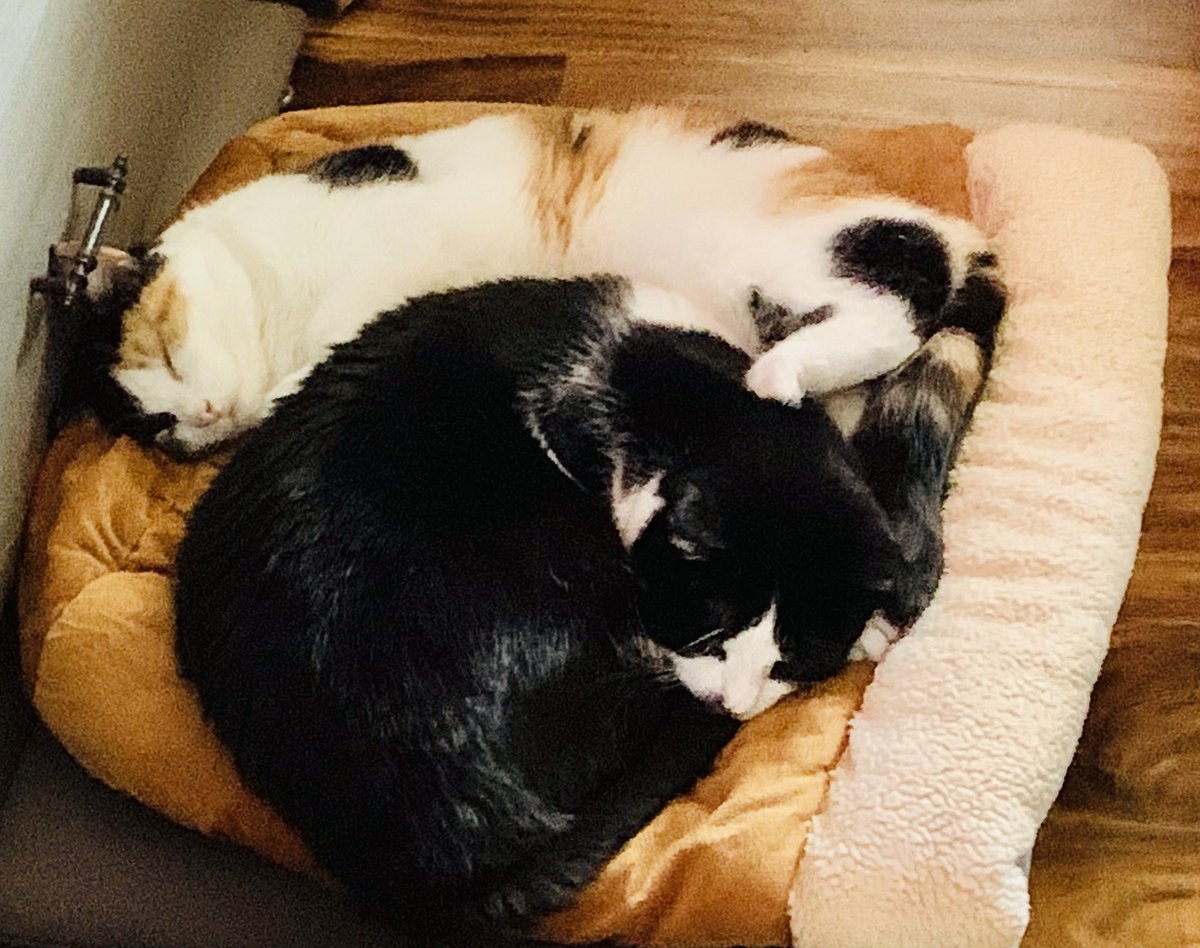 GorillaDad1978's tweet photo. @InnerPigGoat #CalicoCrew #tuxedo #2021Mood #CatsOfTwitter #PatchWerx #MouseC #LilB #peaceablekingdom https://t.co/nRebTKNrW2