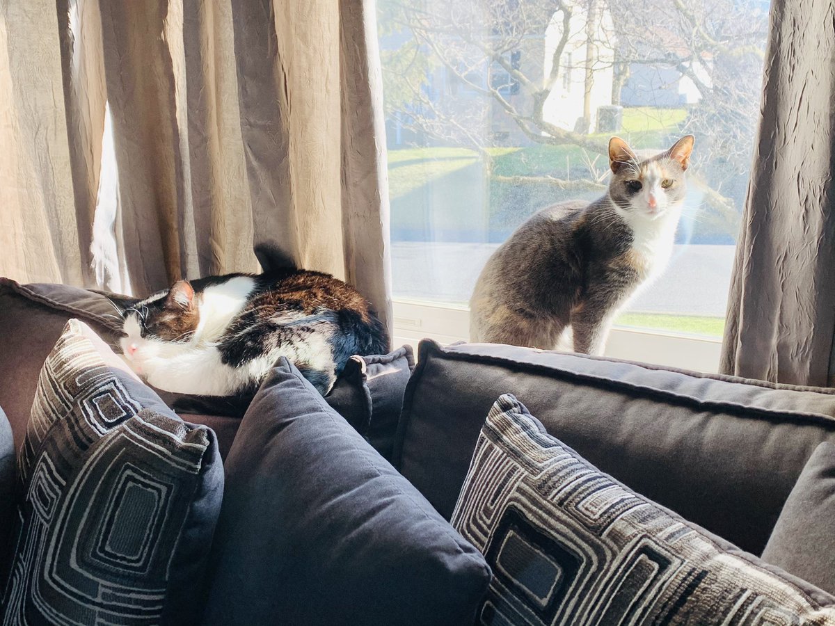 GorillaDad1978's tweet photo. @InnerPigGoat #CalicoCrew #tuxedo #2021Mood #CatsOfTwitter #PatchWerx #MouseC #LilB #peaceablekingdom https://t.co/nRebTKNrW2