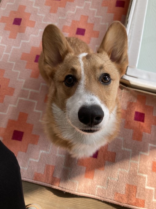 Really grateful for this little guy https://t.co/5uIlmuhWgt<a href="/tag/thanku"class="tags"><span>#thanku</span></a><a href="/tag/circusshit"class="tags"><span>#circusshit</span></a>