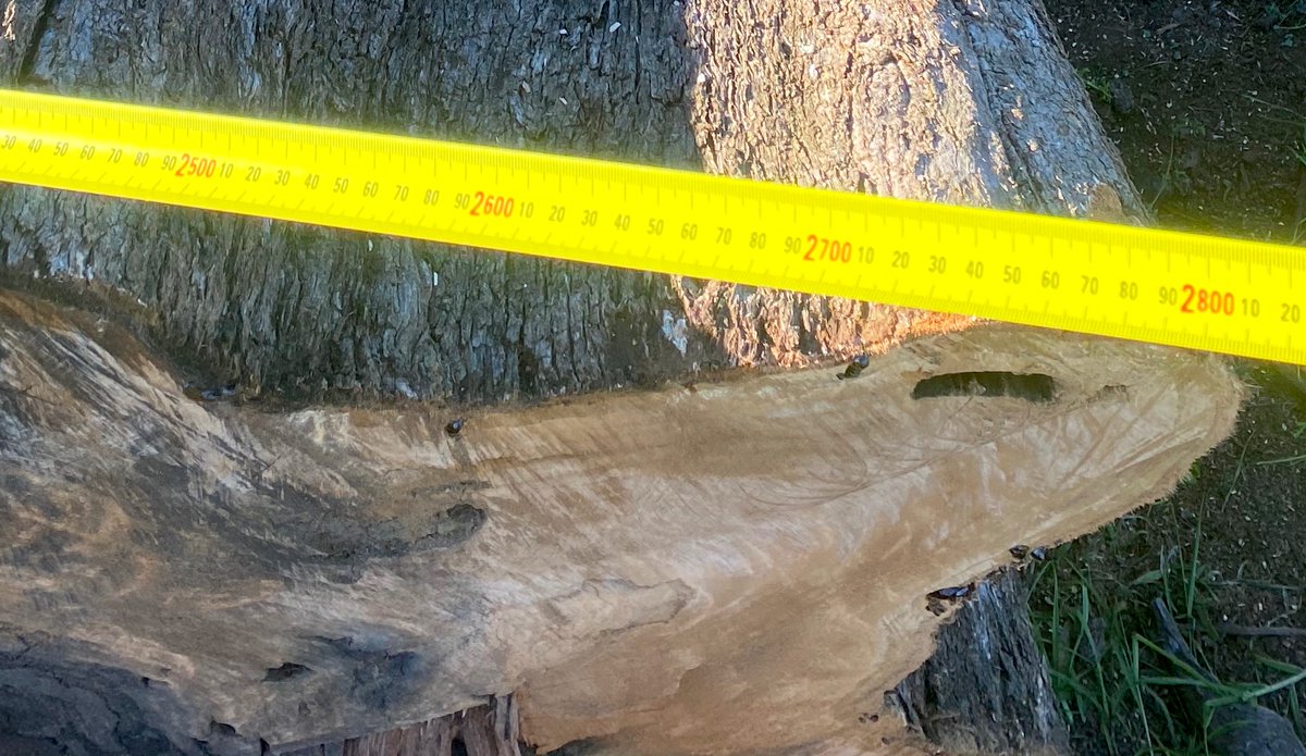 9) How old was this tree that  @LendleaseGroup chopped down yesterday? Many large and very old trees were cut down and destroyed yesterday at Mt Gilead. What do you think of this  @AustEthical? Would  #AustralianEthical invest in this  #Lendlease housing project at Mt Gilead?