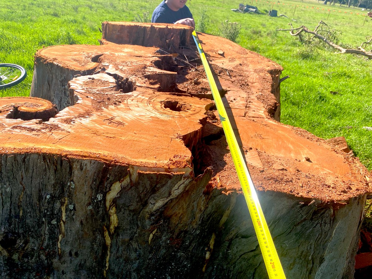 8) Yesterday  @LendleaseGroup chopped down and destroyed some really big old trees at Mt Gilead. Goodness knows how old they were.Can  #Lendlease really guarantee that these trees were not habitat for local wildlife?