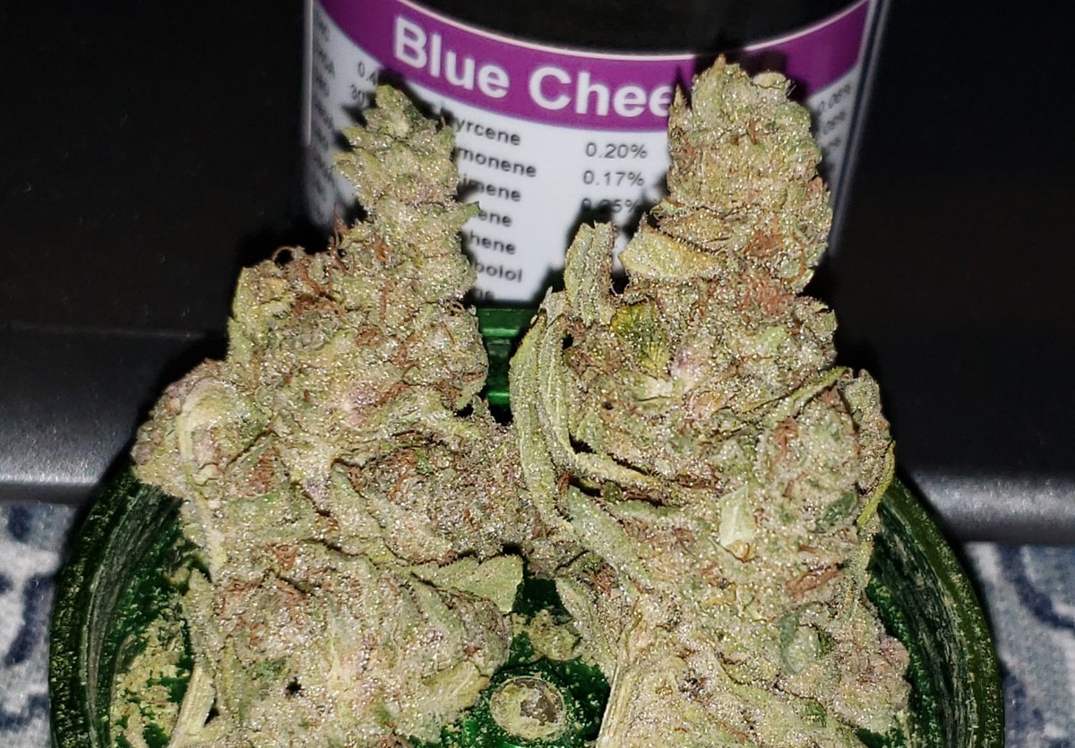 SimplePsiMan's tweet photo. #TodaysFoolery was KILLED by this shit here man! I literally slept the entire day away. Think I'll throw this 1 on the shelf for those days I just need to be sleep. #BlueCheeseStrain https://t.co/zAMZCNtI1A