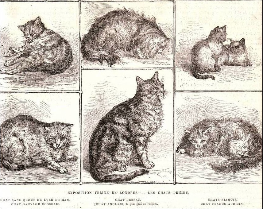 Today is quintidi 25 Nivôse in the year of the Republic CCXXIX, celebrating the cat.