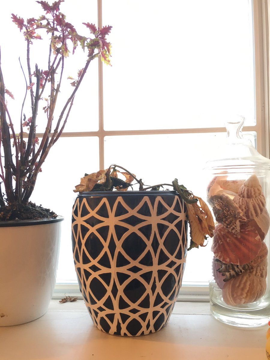 The_Bombchele's tweet photo. At what point do I accept this plant is dead and I need to move on? #istherehope #RIP https://t.co/dvPLaj7o1G