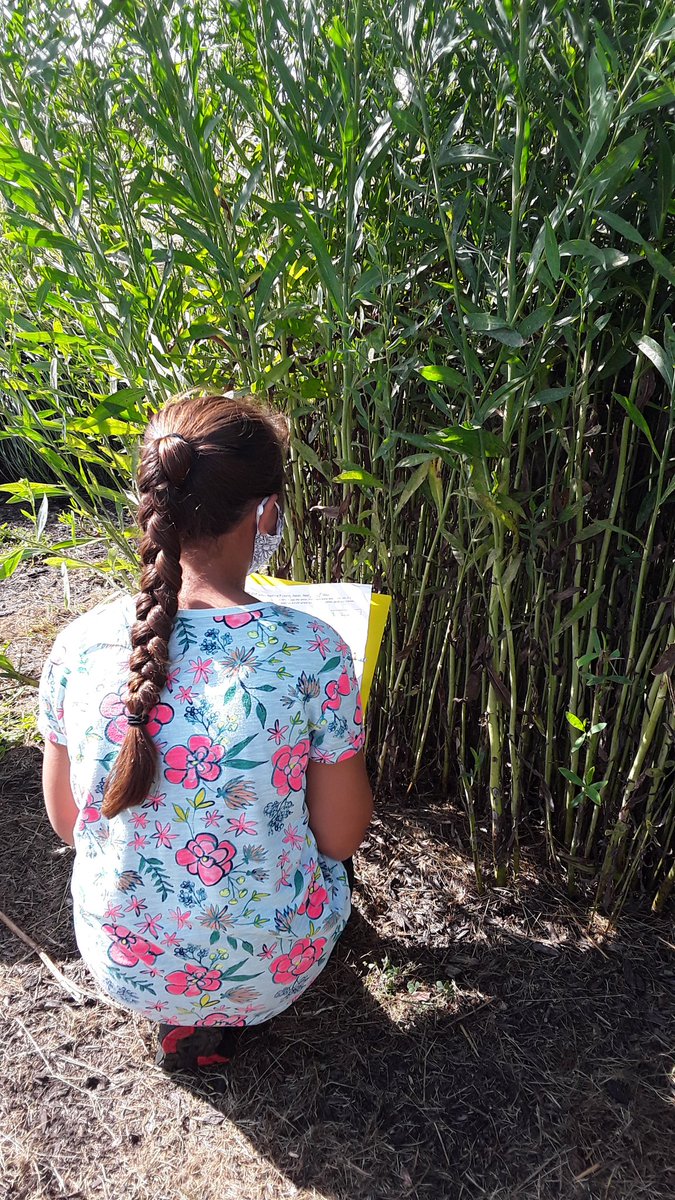 bluebirdfhsd's tweet image. Our #ExplorersMindset takes root locally by noticing, wondering, and being reminded of when observing nature. Ss have the budding skills, knowledge, and attitudes to be explorers; they just need the experiences to develop those further. #ConnectingFurther #ExplorerEducatorWeek