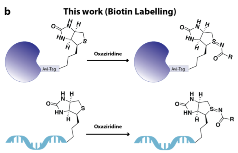 IanSeiple's tweet photo. 1/7 Check out our new method to selectively label biotin-containing biomolecules, BioReACT! This work all by the talented @adamcotton1992 in collaboration with @realjimwells. https://t.co/iWoyy1TrfR. https://t.co/nR45NVUUNI