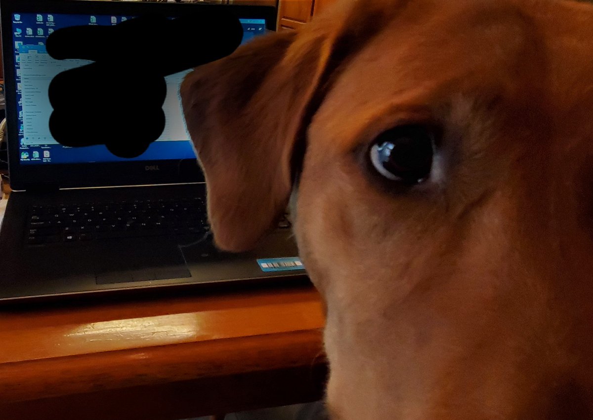 InlandK9SAR's tweet photo. What dis? 
Me help
#dogs #K9 #labradorretriever 
#workfromhomedogs
#workingfromhome https://t.co/YoQo8r9FdQ