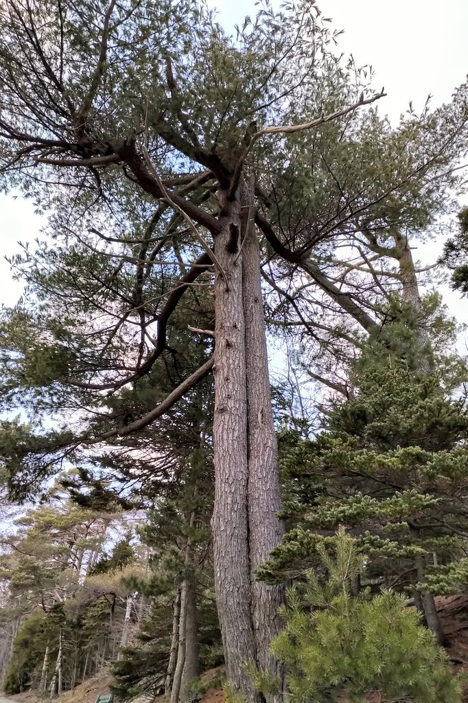 #treehugging peace in the forest @arborsmarty @LanesTree @TreesforCities @LittleMsLogic #NaturePhotography #natureishealing #trees #pointpleasantpark @NSTreasures #forestbathing @TFB_Institute