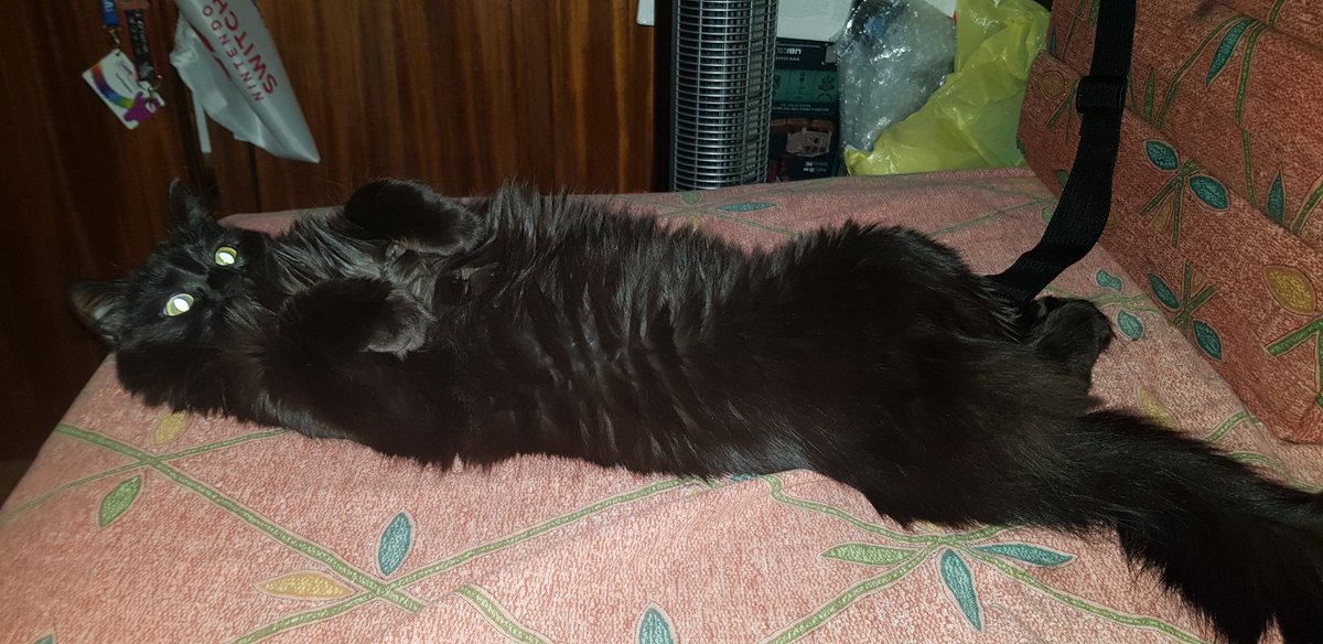Yakal83's tweet photo. ¡#Baghee os desea a todos/as buenas noches!
#pets #mascotas #gatos #neko https://t.co/anlRlgYyiC
