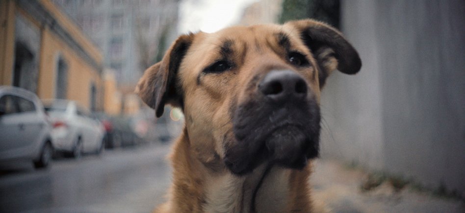 movietvtechgeek's tweet photo. ‘Stray’ Trailer: This Documentary Follows Some Very Good Dogs in Turkey https://t.co/Ms3SpNJh4T #Documentary #MovieTrailers #ElizabethLo https://t.co/WhJYWLcv9C
