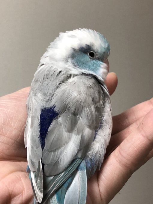 マメルリハ グリーン 緑 ビーズの小鳥 3way ストラップ イヤホンジャック ファスナーチャーム 工房小鳥屋さん 大特価