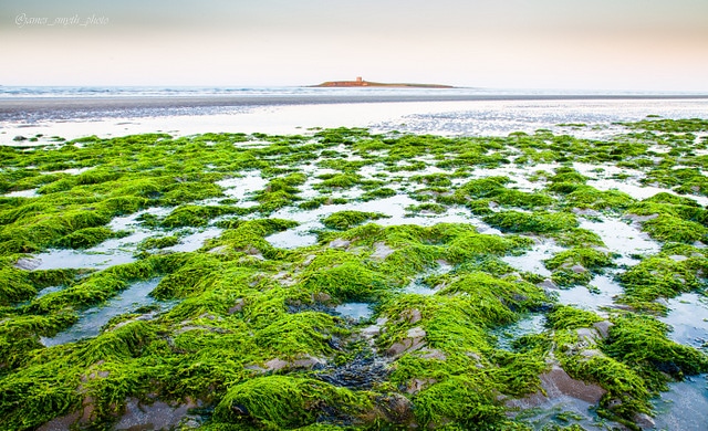 Skerries green #skerries #shenickisland #fingal