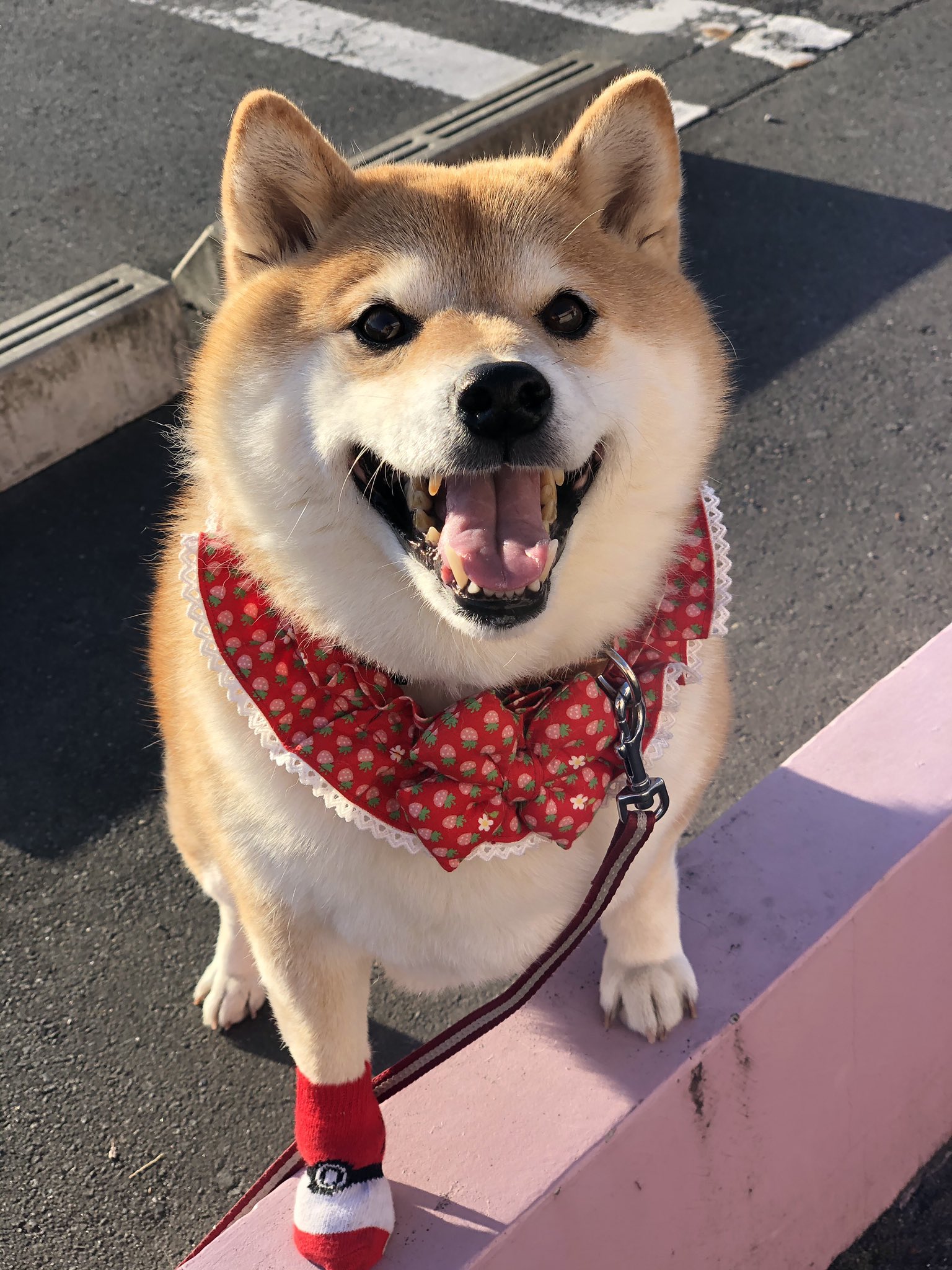 柴犬ハナ 見てーッ ポケモン靴下かわいー ˊᗜˋ T Co Lhprxlzxwq Twitter