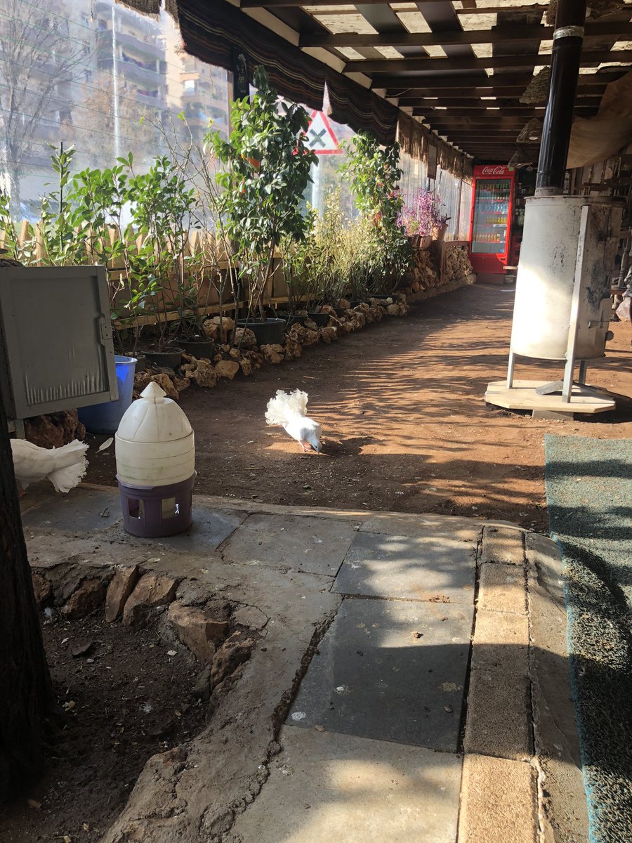 Çavasınız Canlar..