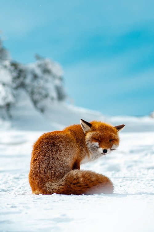 Sun and snow

#dailyfox
