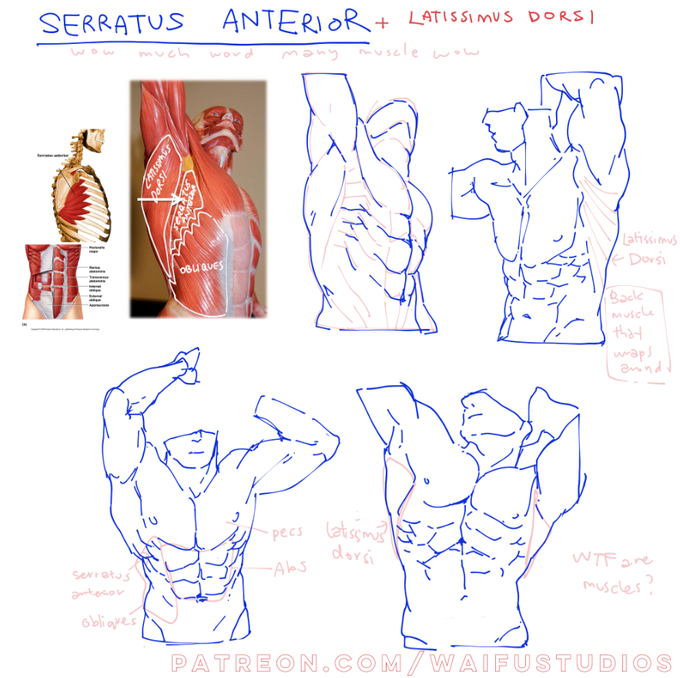 tdoay i learn theres a lot of muscles in the body 