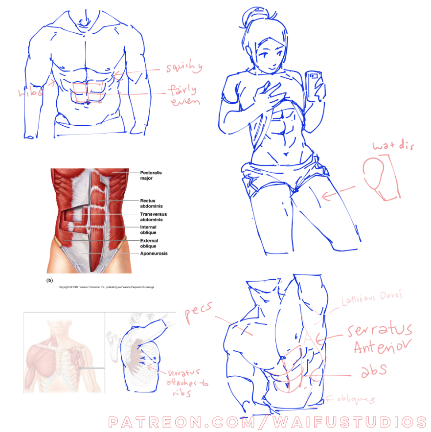 tdoay i learn theres a lot of muscles in the body 