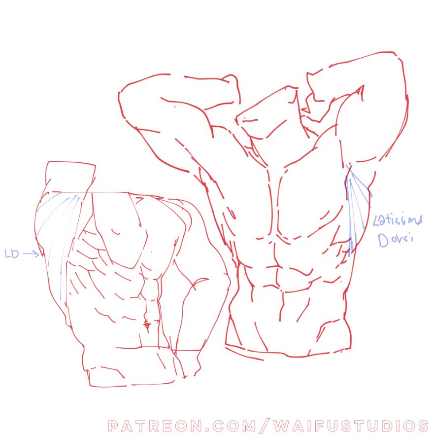 tdoay i learn theres a lot of muscles in the body 