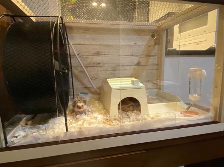 ＦandＫ爬虫類木製ケージ　ハリネズミケージ　900×450×450 FandK爬虫類木製ケージ ハリネズミ仕様 800×450×450 - メルカリ