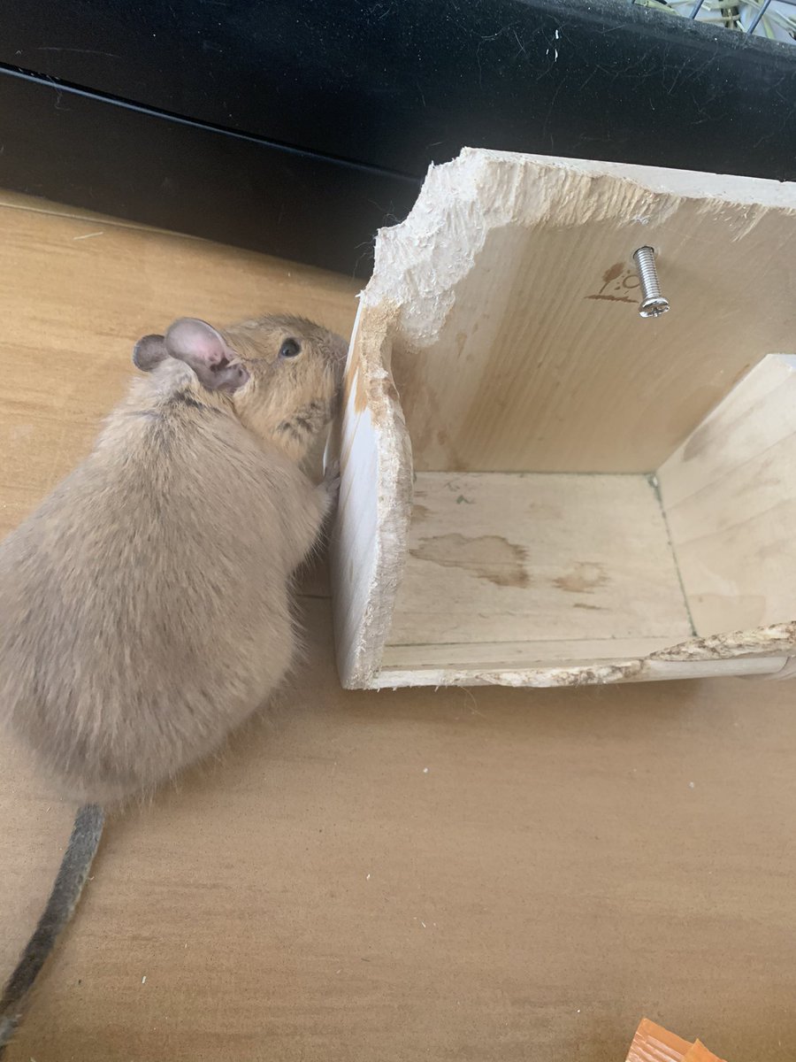 れぷまる Youtube 遠慮なしに破壊活動が進行中 そろそろ買い替えだなー デグー可愛いから貢ぐのは苦じゃない