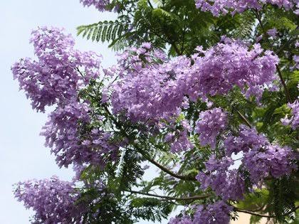 分水嶺 ジャカランダブルー 紫雲木 花言葉 栄光 名誉 ポルトガルでは 日夲の桜のように特別なお花 なんだって うちの近くで見かけてたのは２枚目の薄紫色の花の方 去年は咲いていなくて残念だった T Co Oryuna008j Twitter