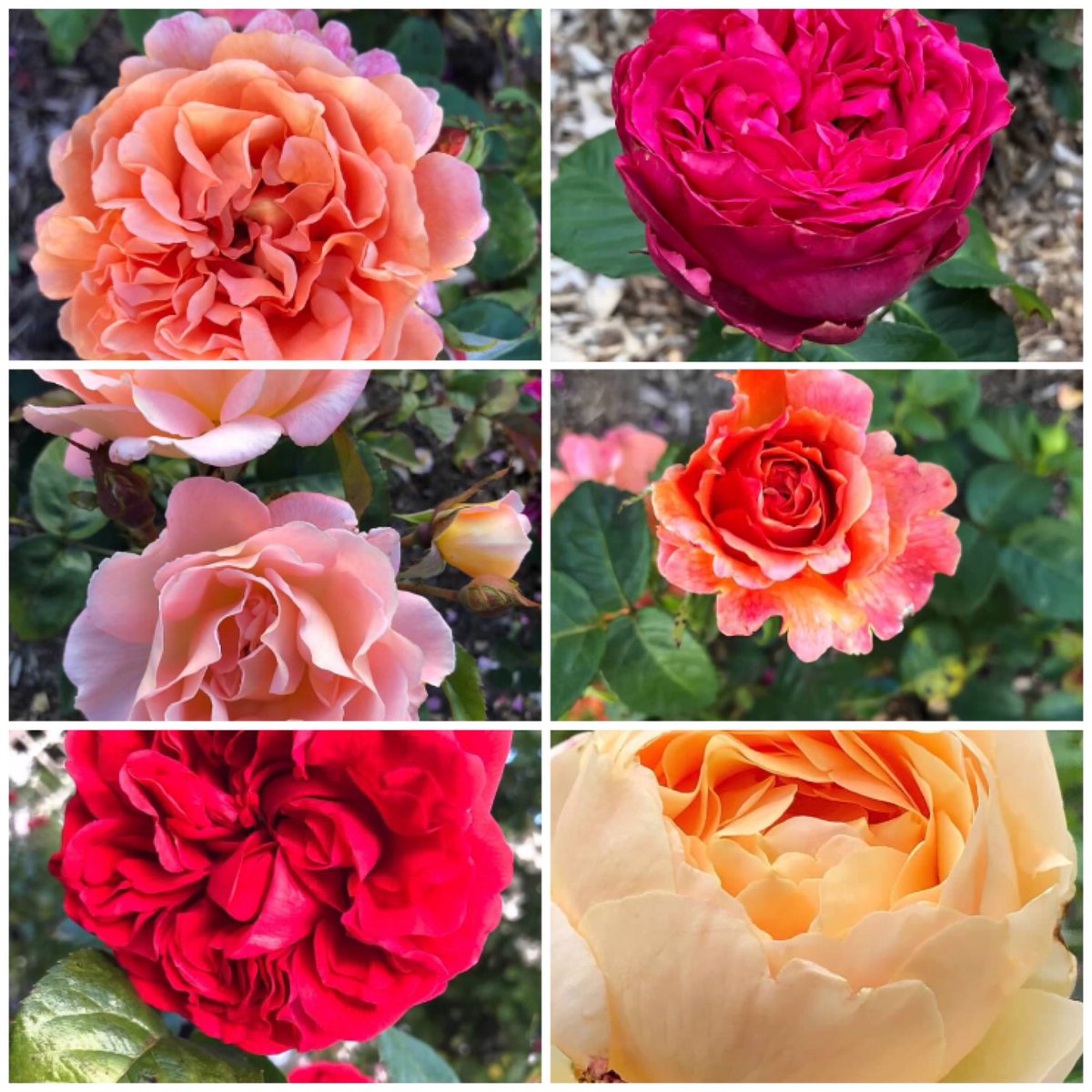 IvyGateflorals's tweet photo. #RoseWednesday #brooklynbotanic
Throw back pics from the garden! https://t.co/IF3YKiB8qC