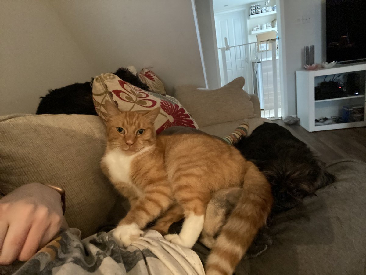 Lost_Lil_Kitty's tweet photo. Hey Twitter pals, here’s a little life update... the animals are still spoilt brats. https://t.co/VBF21wTwm3