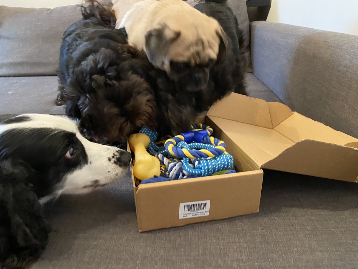 Lost_Lil_Kitty's tweet photo. I got asked to be an amazon reviewer and the dogs and cats have benefited greatly from this (today was battle of the toasters) https://t.co/2CSG0KeoZz