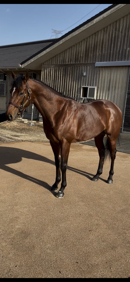 素人一口馬主 へっぽこ社長 21 1 14 牧場見学 ノーザンファームしがらき 出資馬 グレナディアガーズ ディアスティマ エイスオーシャン