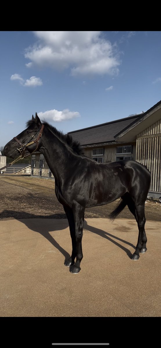 素人一口馬主 へっぽこ社長 21 1 14 牧場見学 ノーザンファームしがらき 出資馬 グレナディアガーズ ディアスティマ エイスオーシャン