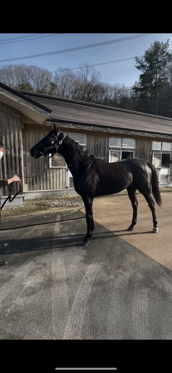 素人一口馬主 へっぽこ社長 21 1 14 牧場見学 ノーザンファームしがらき 出資馬 グレナディアガーズ ディアスティマ エイスオーシャン