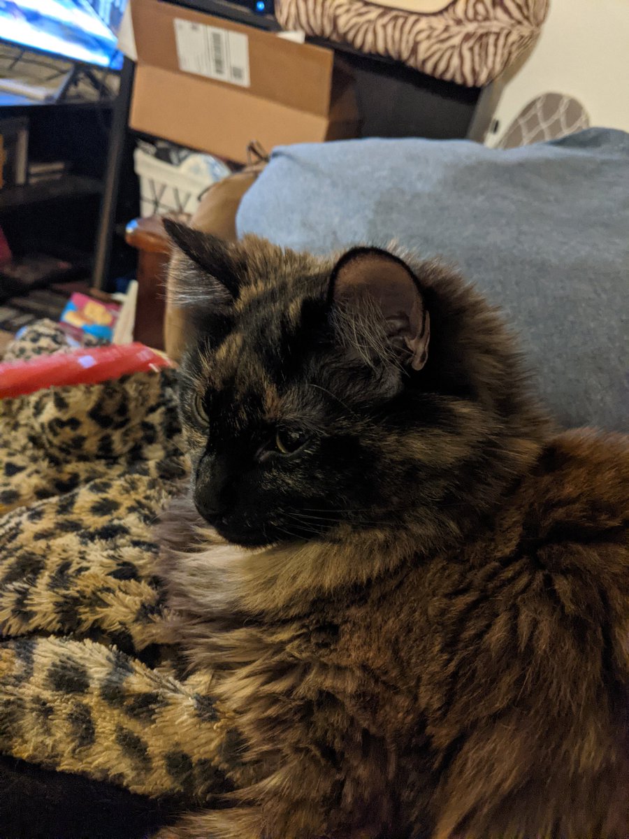 GremlinOllie's tweet image. Mam letté me smeal &quot;Twizzurb&quot; 
It smealt,,,, badé
#CatsOfTwitter #SniffTest