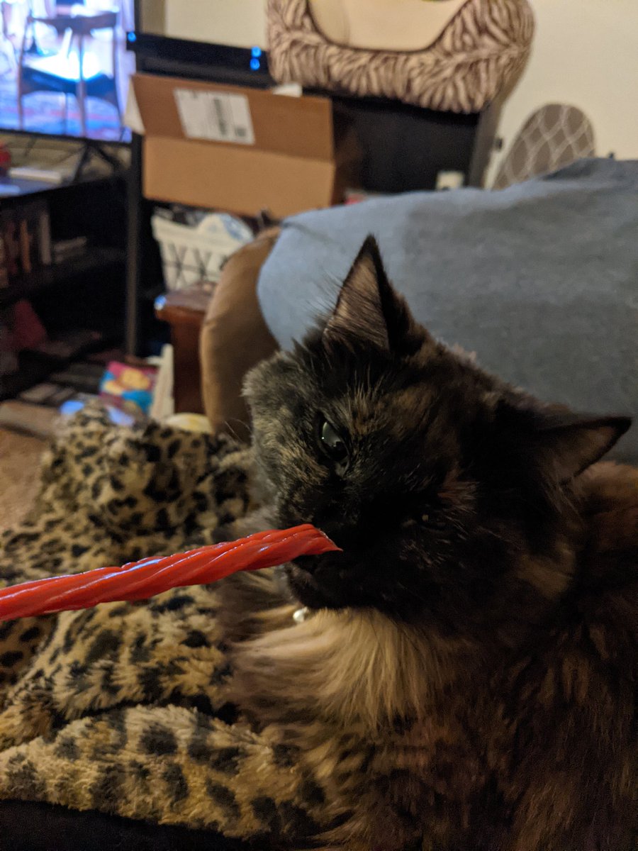 GremlinOllie's tweet image. Mam letté me smeal &quot;Twizzurb&quot; 
It smealt,,,, badé
#CatsOfTwitter #SniffTest