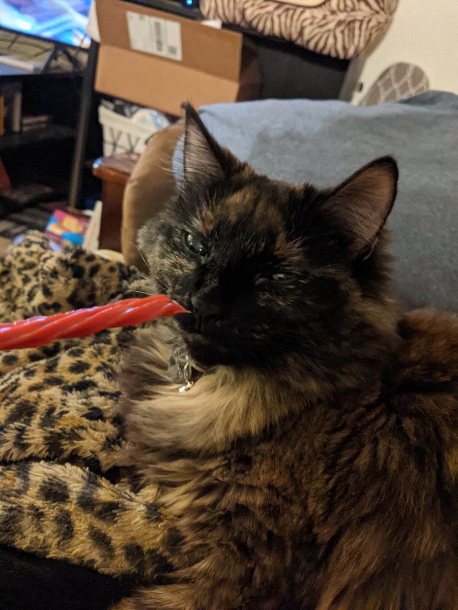 GremlinOllie's tweet image. Mam letté me smeal &quot;Twizzurb&quot; 
It smealt,,,, badé
#CatsOfTwitter #SniffTest