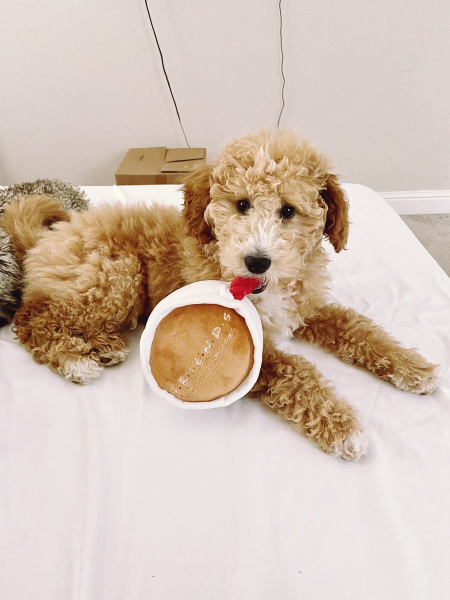 HaileyyHall's tweet photo. Jack-Jack!! Jacky J!!!!! My very own stuffed animal that barks😚😚 https://t.co/8Gsvnpbqm5