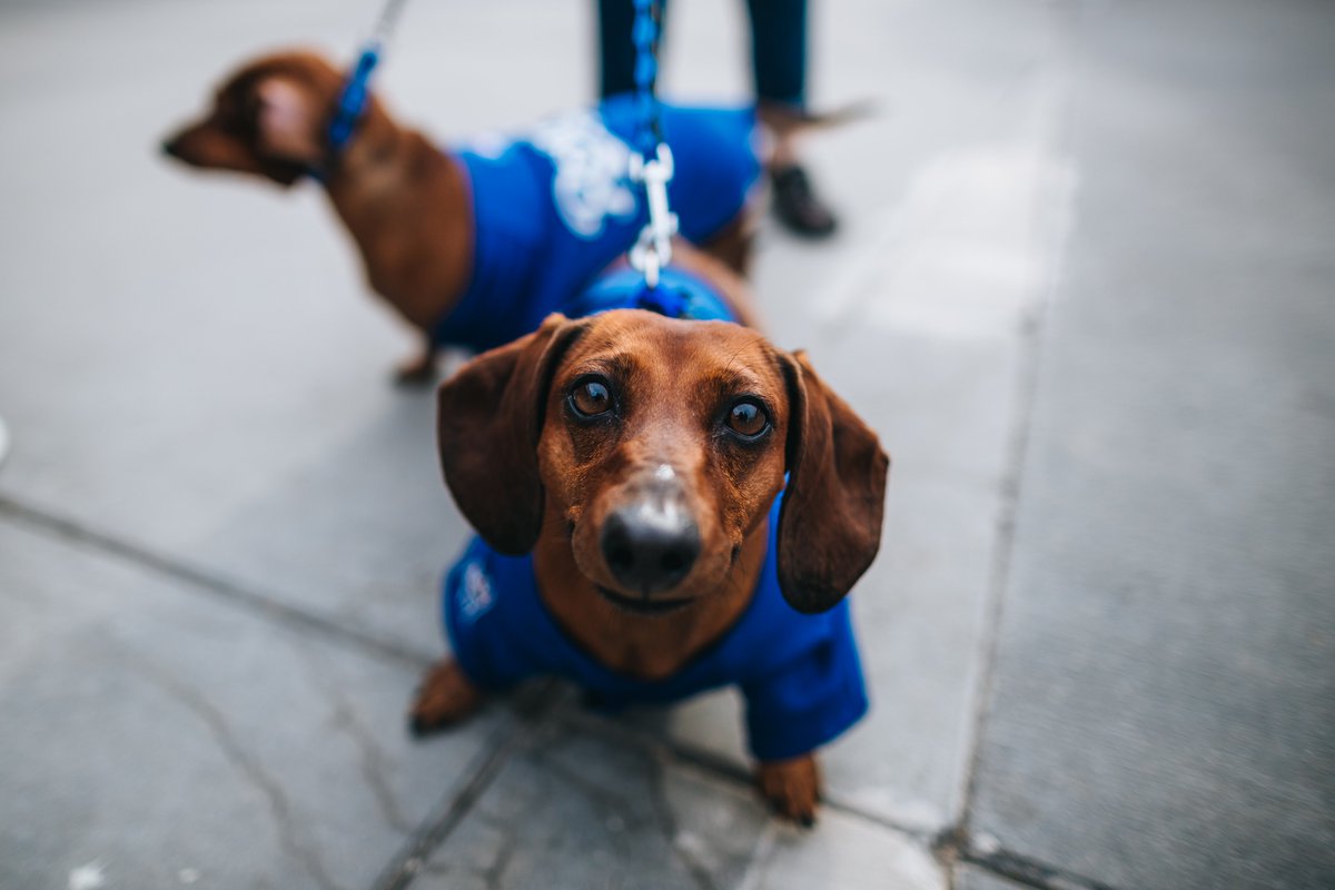 Royals's tweet photo. Rumor has it every RT gives these very good dogs a virtual boop.

It's #DressUpYourPetDay, so let's see your #Royals pets! https://t.co/55bEVKSV73