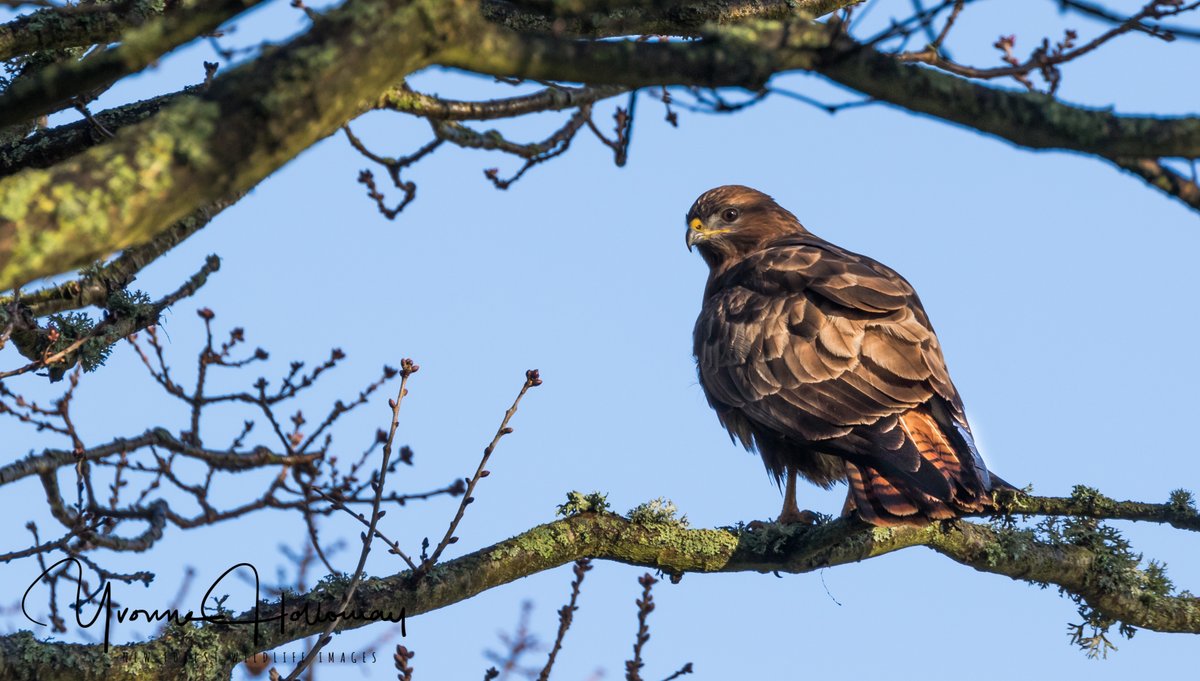 Buzzard at the edge of the woods, on a day the Winter sunshine was welcome @Natures_Voice @BBCSpringwatch @BBCEarth @WildlifeTrusts @wildlife_uk @CanonUKandIE #TwitterNatureCommunity @natureslover_s #BBCWildlifePOTD #eosrp @NewForestNPA