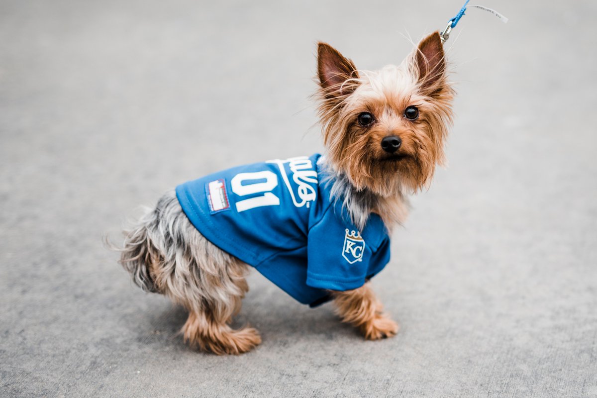 Royals's tweet photo. Rumor has it every RT gives these very good dogs a virtual boop.

It's #DressUpYourPetDay, so let's see your #Royals pets! https://t.co/55bEVKSV73