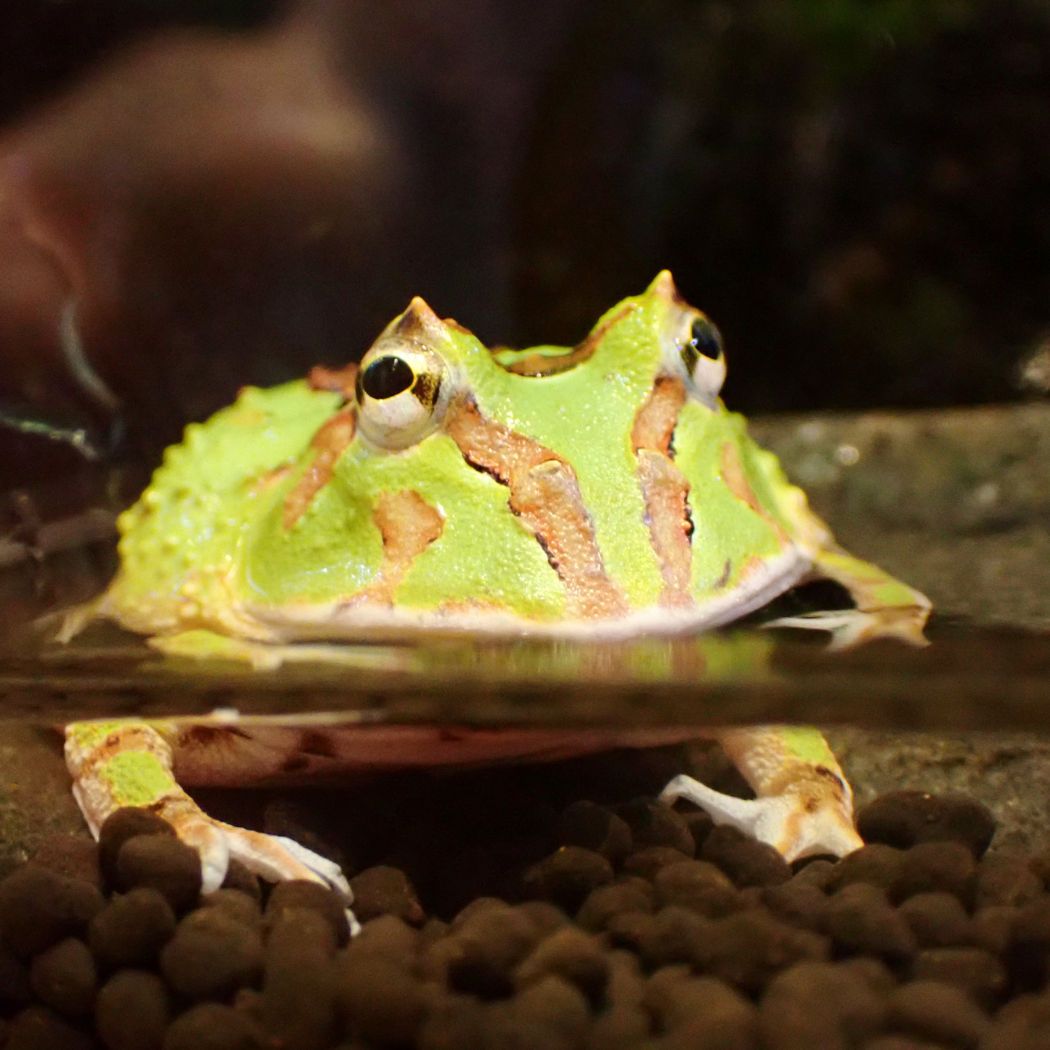 Aquarium Kind こちらも久々入荷 ミクロソリウム プテロプス プチ かなり長いこと待ってました 本当に小さくて 使いやすいミクロなんですよ 以前はイタリアのアヌビアス社から出てましたが 最近めっきり入ってこないので東南ポットにて