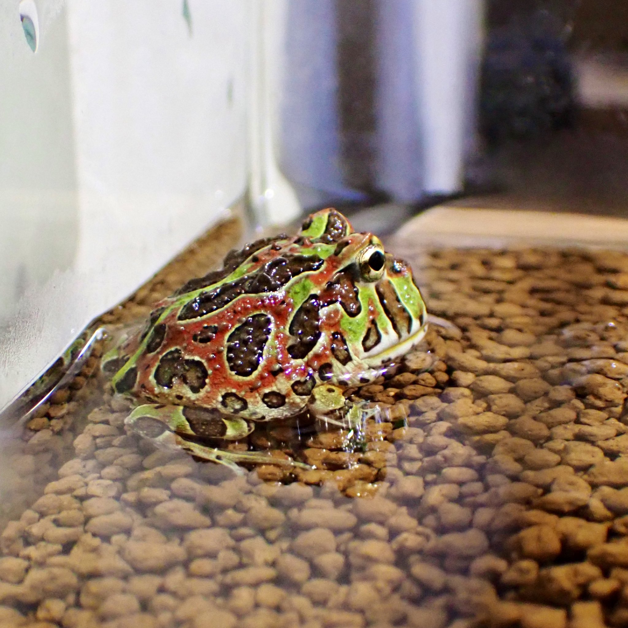 Aquarium Kind こちらも久々入荷 ミクロソリウム プテロプス プチ かなり長いこと待ってました 本当に小さくて 使いやすいミクロなんですよ 以前はイタリアのアヌビアス社から出てましたが 最近めっきり入ってこないので東南ポットにて