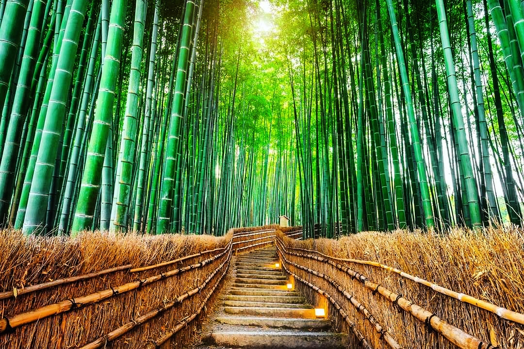 The iconic Arashiyama Bamboo Forest in Kyoto is one of the most beautiful and serene places we visited during our travels. #bambooforest #bamboo #japan #nature #kyoto #travel #arashiyama #bambooproducts #photography #landscape #bamboodesign #bamboohouse #travelphotography
