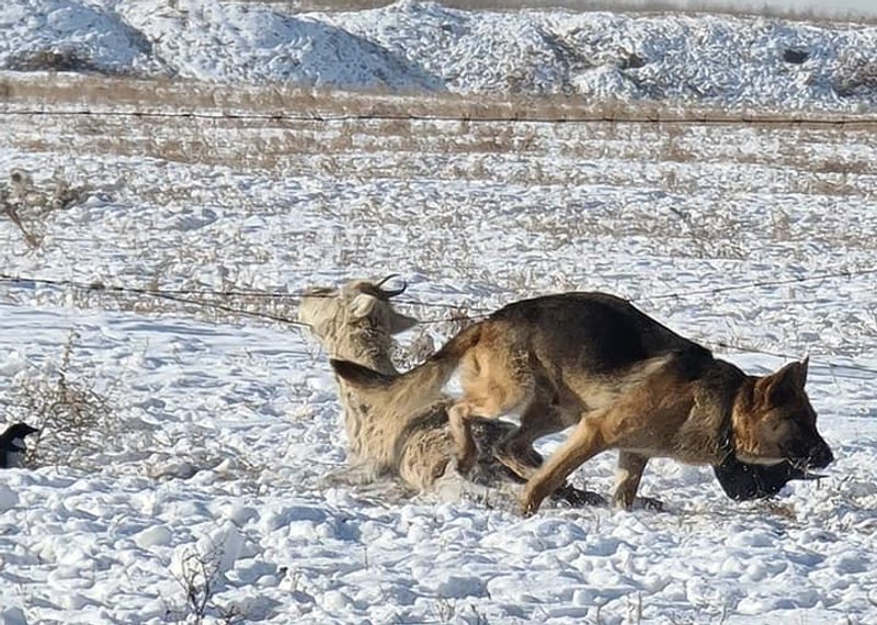 Богд ууланд гөрөөс барьж идэж байсан 32 зэрлэг нохойг устгажээ ikon.mn/n/23kr