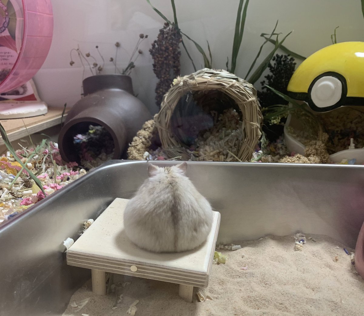 우리집 왕동글이 햄스터 밤에 혼자 이러고 앉아있음 뭔생각하니? 언니좀 봐줘,,